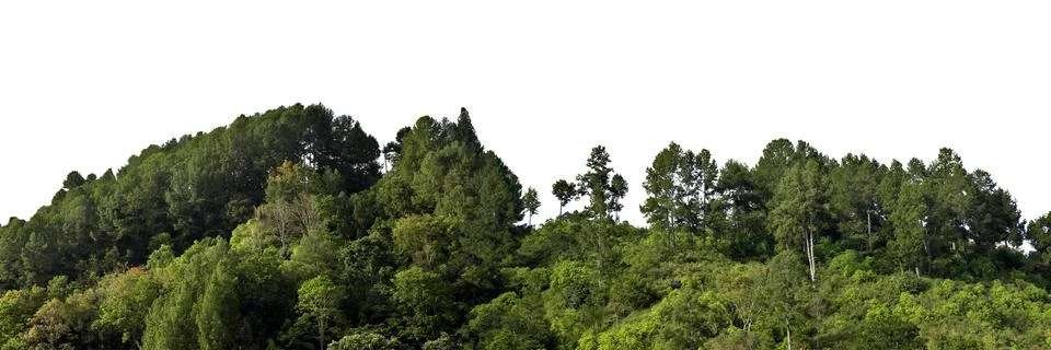 Forest trees Stock Photos