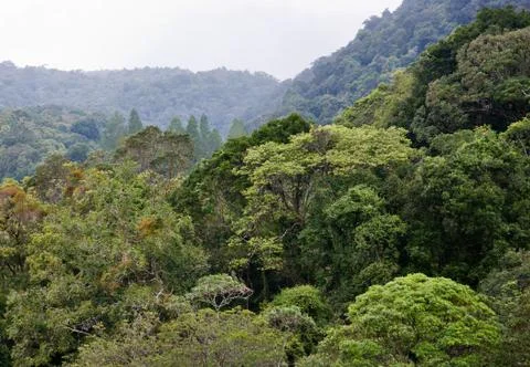 Forest trees Stock Photos