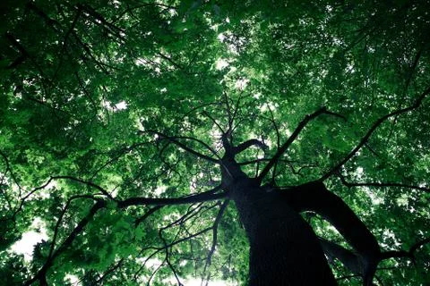 Forest trees Stock Photos