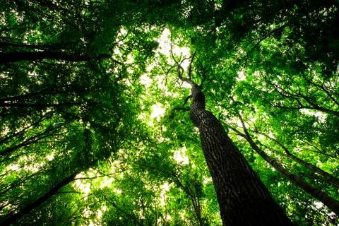 Forest trees Stock Photos