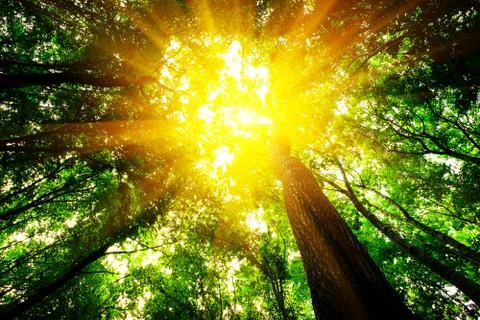 Forest trees Stock-Fotos