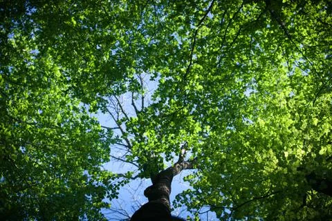 Forest trees Stock Photos