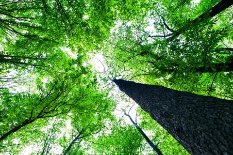 Forest trees 스톡 사진