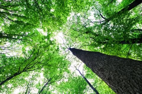 Forest trees Stock-Fotos