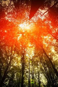 Forest trees Stock-Fotos