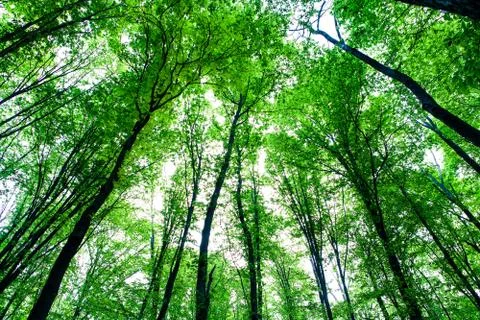 Forest trees Stock-Fotos