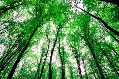 Forest trees 스톡 사진