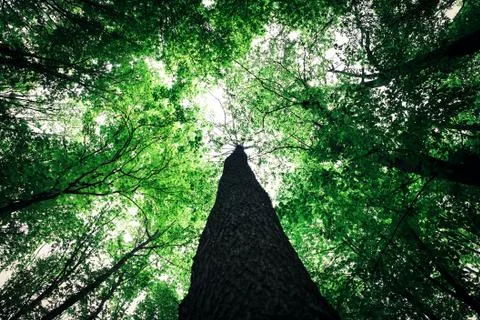 Forest trees Foto stock