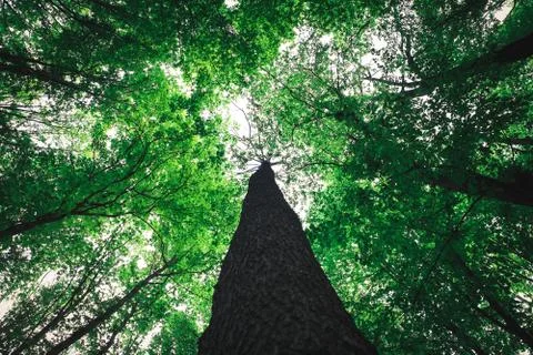 Forest trees Stock Photos