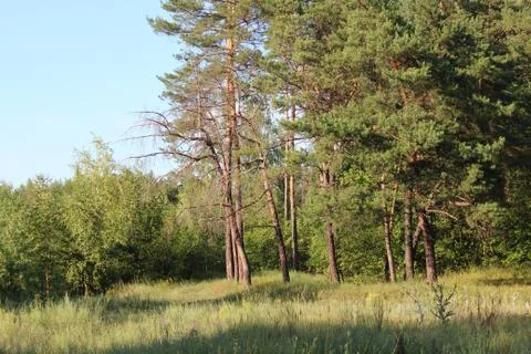 Forest Trees Stock Photos