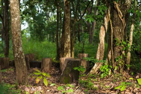 Forest trees Stock Photos