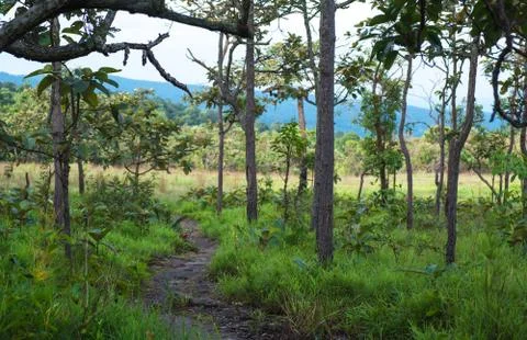 Forest trees Stock Photos