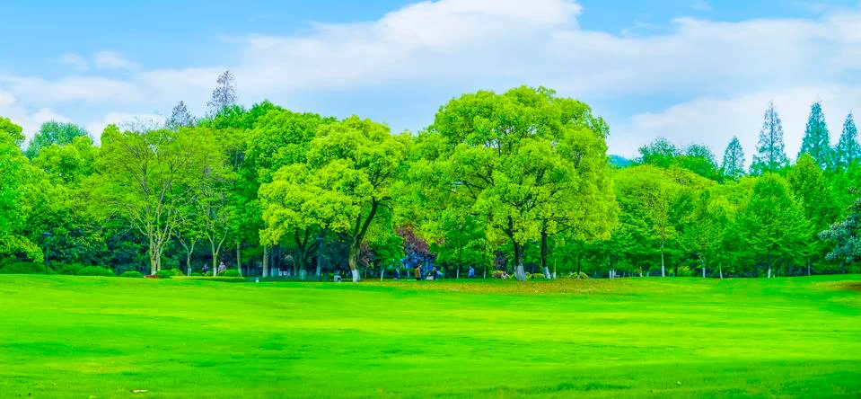 Forest trees Stock Photos