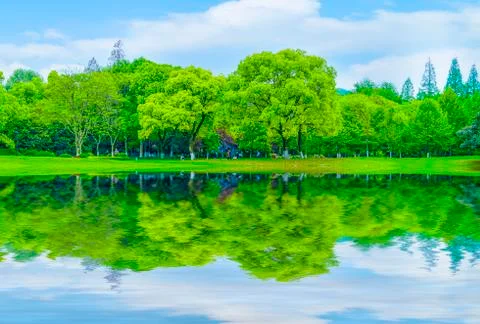 Forest trees Stock Photos
