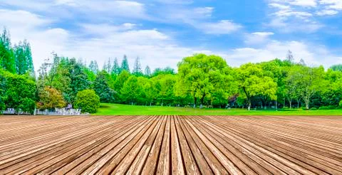 Forest trees Stock Photos