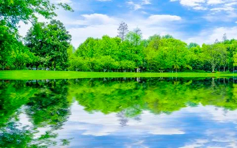 Forest trees Stock Photos