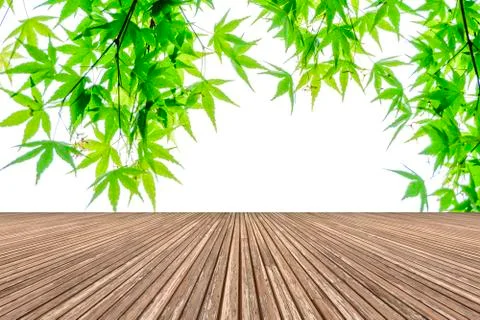 Forest trees Stock Photos