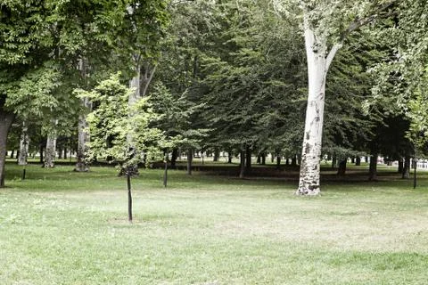 Forest with trees Stock Photos