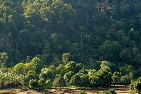 Forest Trees Stock Photos