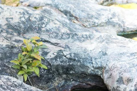 Forest trees Stock Photos