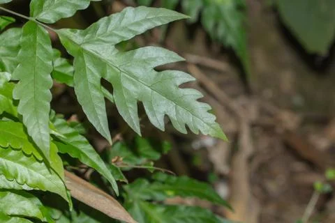 Forest trees Stock Photos