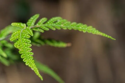 Forest trees Stock Photos
