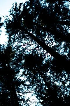 Forest trees Stock Photos