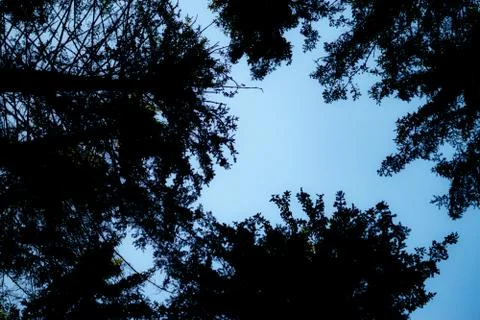Forest trees Stock Photos