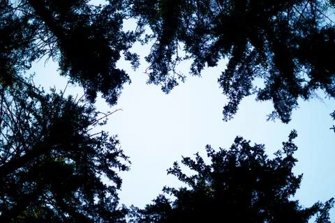 Forest trees Stock Photos