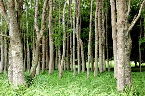 Forest trees Stock Photos