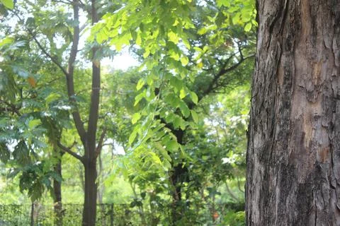 Forest Trees Stock-Fotos