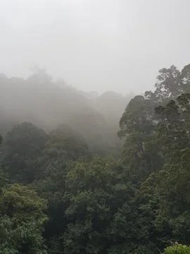 Forest trees 스톡 사진