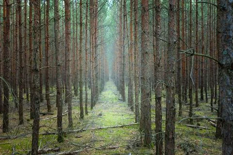 A forest with trees planted evenly in rows Foto stock