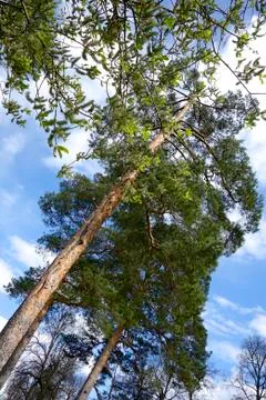 Forest Trees Plants Stock Photos