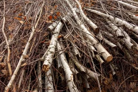 Forest trees pruning. Birch branches trimmed in wood. Ecology fuel and enviro 스톡 사진