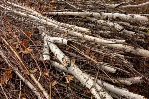 Forest trees pruning. Birch branches trimmed in wood. Ecology fuel and enviro 스톡 사진