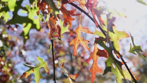 Forest trees: Pull focus to backlit orange oak leaf in autumn colors Stock Footage 342808186