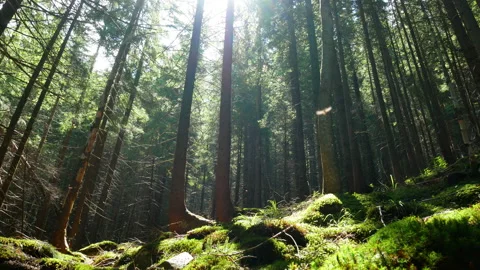 Forest trees rays light Stock Footage 91231930