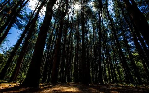 Forest, trees, rays, sunlight, walk Stock-Fotos