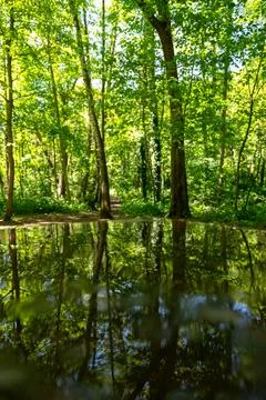 Forest Trees Reflected in Still Water: Lush Green Woodland Scene Stock Photos
