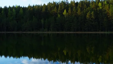 Forest trees reflecting in calm lake water Stock Footage 328788155