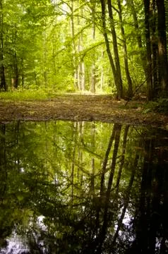Forest with trees reflection in water Stock-Fotos