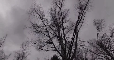 Forest, trees, road in the forest Stock Footage 271335822