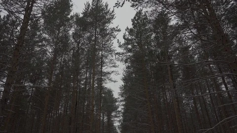 Forest trees running up to the sky in the winter forest Stock Footage 104691272