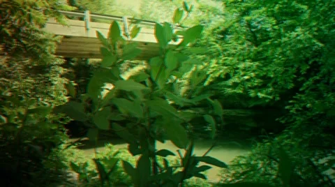 Forest of Trees Scene (HD) Stock Footage 7905446