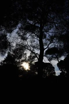 Forest trees shadow Stock Photos