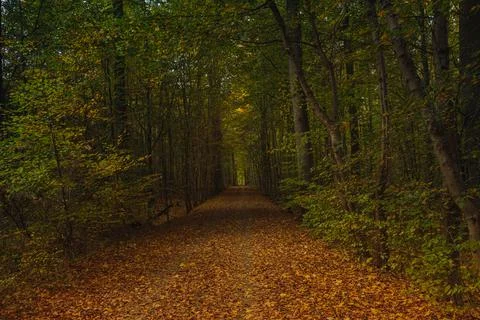Forest trees with sidewalk of fallen leaves in the Autumn Stock Photos