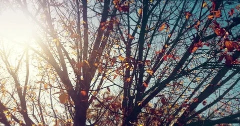 Forest trees silhouette and colorful yellow and red autumn leaves at daylight Stock Footage 86581553