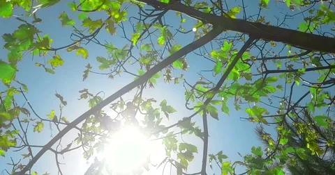 Forest trees silhouette and green spring summer leaves at daylight sky with sun Video stock 82249136