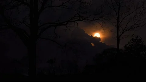 Forest Trees Silhouette Branches Ecology Stock Footage 239794413